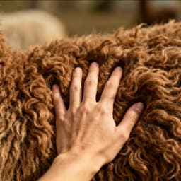 A hand pressed into thick alpaca fleece